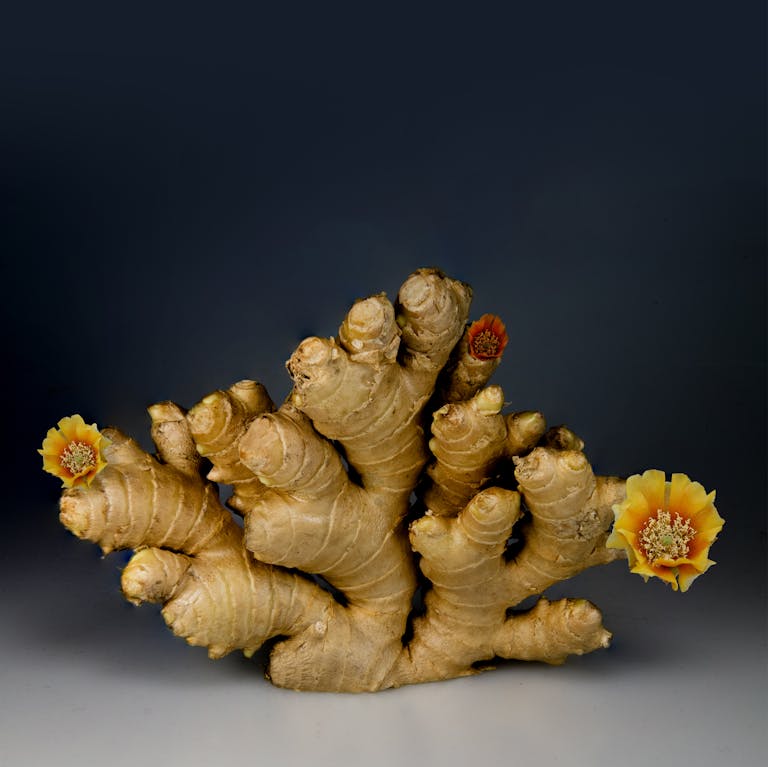 A dramatic still life of ginger root adorned with colorful flowers.